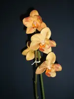Orchidee 012.webp