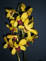 Orchidee 013.webp