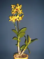 Orchidee 016.webp