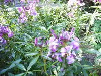 IMG_0003.webp
