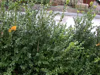 DSCN5087.webp