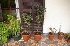 IMGP4113 (Small).webp