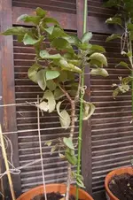 IMGP4115 (Small).webp