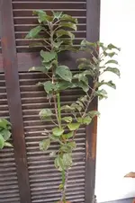 IMGP4116 (Small).webp