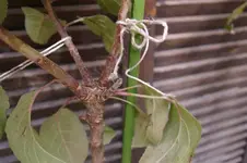 IMGP4117 (Small).webp