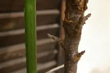 IMGP4118 (Small).webp