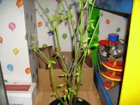 01Frühjahr 2008.webp