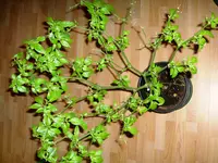 11Frühjahr 2008.webp