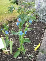 Garten 07-1-2008 009.webp