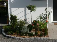 Mein neues Rosenhochstämmchen.webp