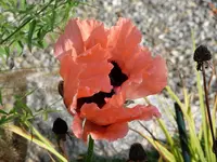 Mohn2.webp