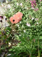 Mohn Mitte Okt..webp