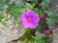 Storchenschnabel.webp