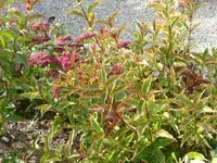 Weigelia und Fetthenne.webp