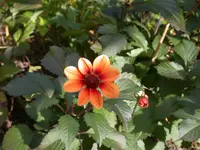 DSCN5110.webp