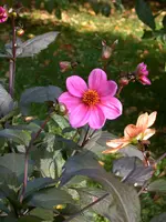 DSCN5111.webp