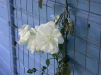 DSCN5113.webp