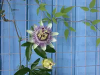 DSCN5115.webp