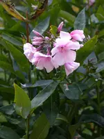 DSCN5106.webp