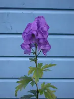 DSCN5114.webp
