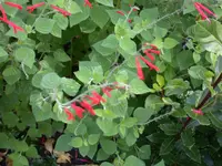 DSCN5108.webp