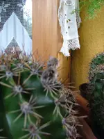 2008_1017Kakteen0001.webp