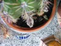 2008_1017Kakteen0002.webp