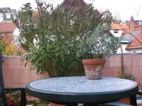 Dachgarten im Oktober 001.webp