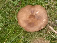 IMG_2767_2 gr. Pilz.jpg