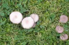IMG_2803 Pilz gruppiert 1verkl.jpg