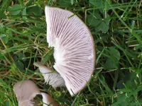 IMG_2805 Pilz gebrochen von unten.jpg