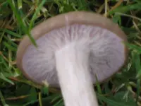 IMG_2807 Pilz von unten.webp