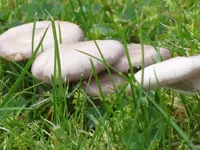 IMG_2806 Pilz von der Seite.jpg