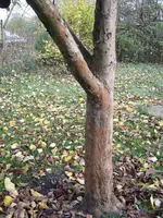 Bild 2008_10 016.webp