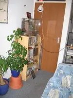 Schefflera.webp