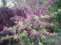 PIC00567.webp