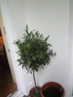 DSCF2192.webp