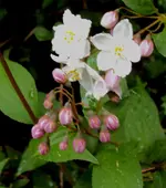 DSC01347- 2011-04-27- deutzie.webp