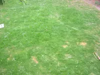Rasen 2.webp