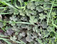 braun_klee_im_rasen.webp braun_klee_im_rasen.webp