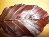 CIMG0001.webp