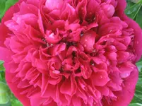 IMG_4548.webp