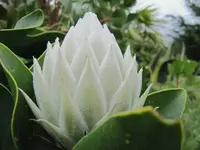 Protea.webp