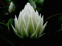 Protea (1).webp