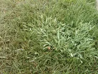IMG00174-20110428-0736.webp