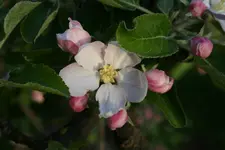 042.webp