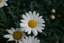 043.webp