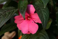 044.webp