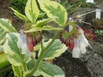IMG_2073_1067x800.webp
