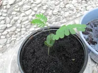 _I Albizia 27.04..webp